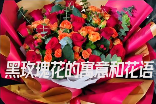 黑玫瑰花的寓意和花语