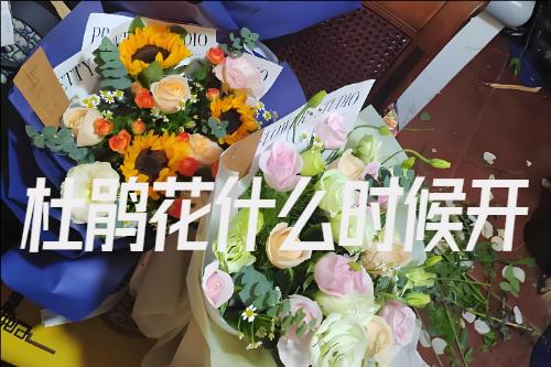 杜鹃花什么时候开