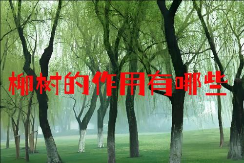 柳树的作用有哪些?