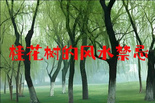 桂花树的风水禁忌