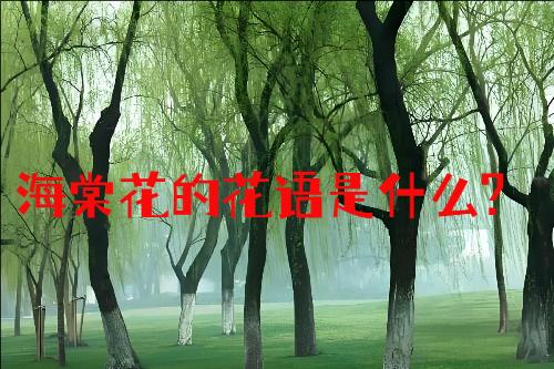 海棠花的花语是什么?