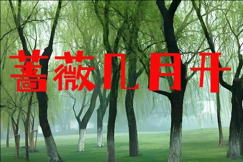 蔷薇几月开